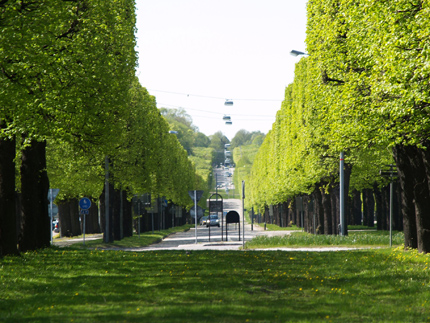 Tree-lined avenue, green trees, cars